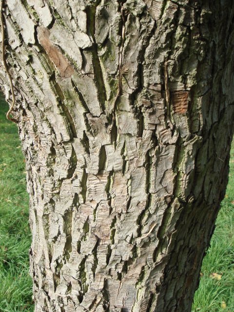 Hovenia dulcis ecorce